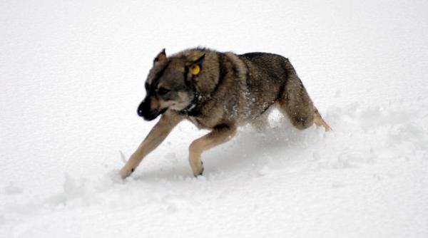 iasi doi caini maidanezi au muscat de fata un copil