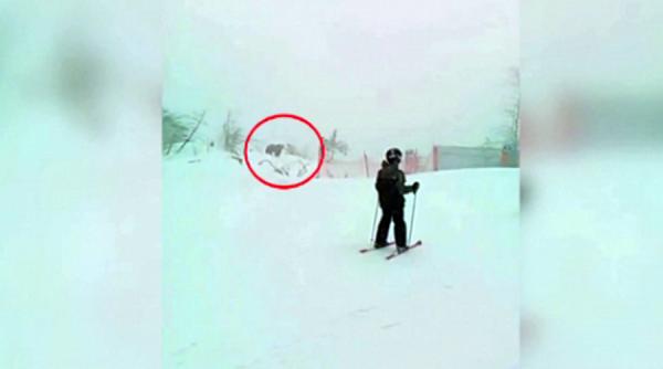 turistii care schiau pe partia drumul rosu din poiana brasov au avut parte de o mare surpriza