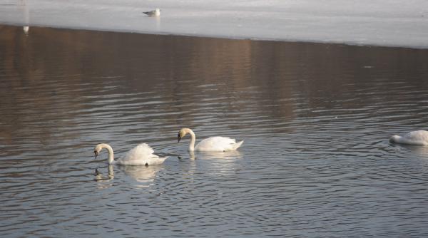gripa aviara confirmata in capitala