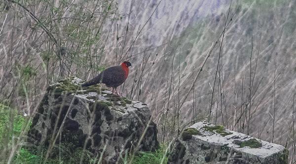 o pasare rara aflata pe cale de disparitie fotografiata in premiera in china