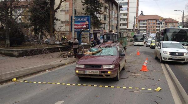 vantul puternic face victime in suceava un copac a cazut peste o masina aflata in mers