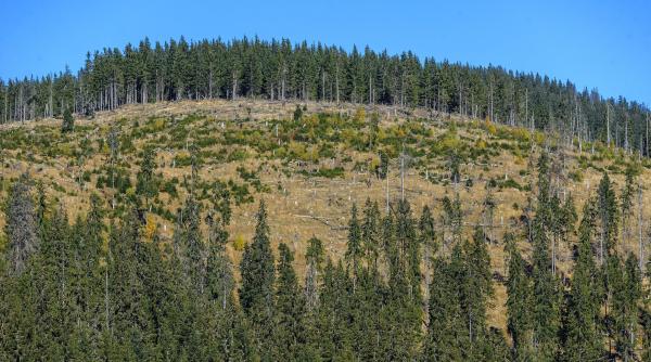 bogdan micu adevarul despre hotii de lemn pe cine deranjeaza big brother ul padurilor