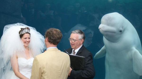 o balena alba curioasa a eclipsat o mireasa in ziua nuntii aparand in fotografiile din timpul ceremoniei religioase