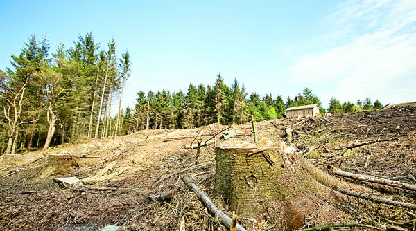 secretarul general de la ministerul apararii si afacerile sale cu holzindustrie schweighofer