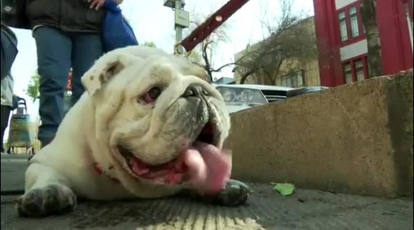 video sute de caini din rasa bulldog au defilat in mexic in incercarea de a intra in cartea recordurilor