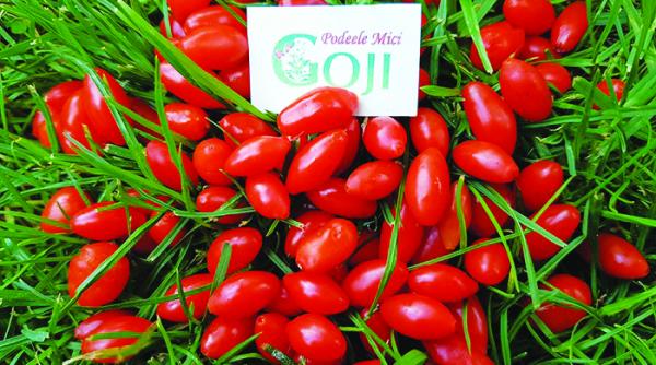 p idei de afaceri secretele succesului goji