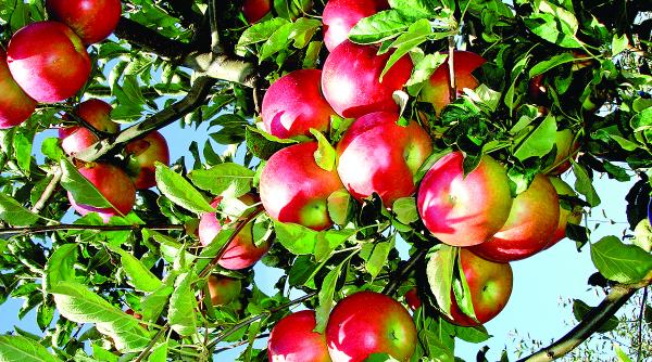 p sfaturi pentru legumicultori de la specialistii glissando