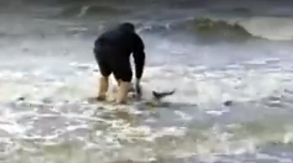 un barbat a infruntat marea rece ca gheata pentru a salva un pui de delfin