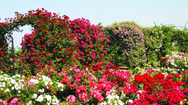 unic pe plaiuri mioritice rozariul de la mandruloc