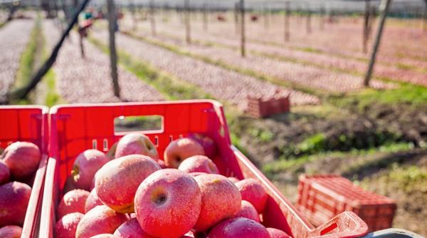 cati bani pot accesa agricultorii in 2017