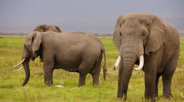 elefantii pot rezista si 46 de ore fara somn
