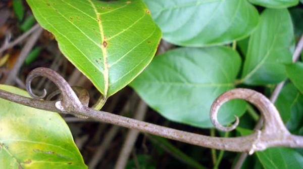 gheara matei un leac naturist eficient impotriva cancerului ulceratiilor sau depresiei