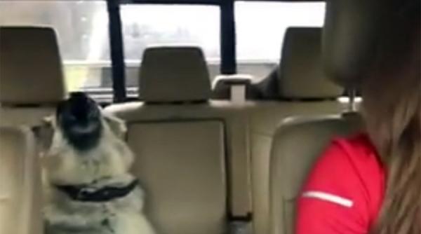 video un caine aflat intr o masina filmat in timp ce canta pe melodia we are the champions