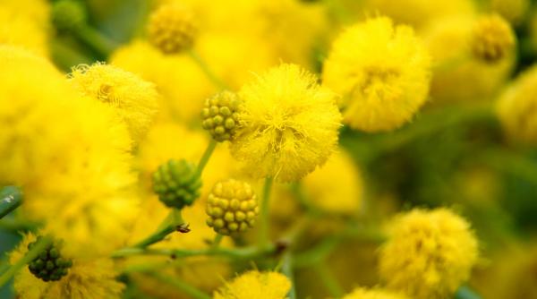 naturisme produs natural care regleaza tranzitul si digestia