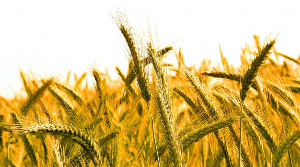 romania exporta materie prima