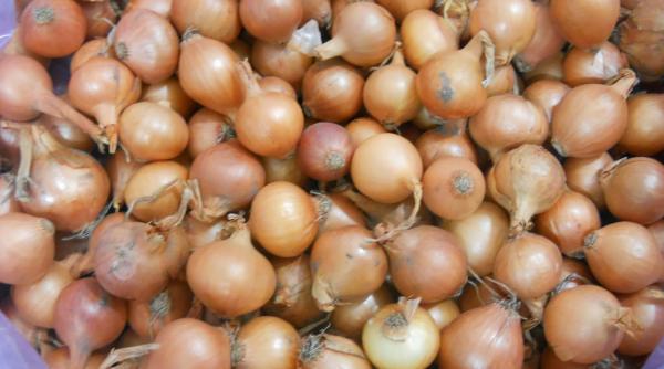 sfaturi pentru agricultori cum se cultiva ceapa din arpagic toamna