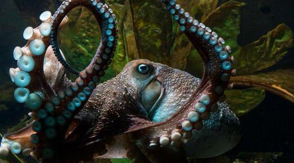 o caracatita a evadat din acvariu si a ajuns in oceanul pacific
