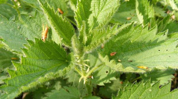 efectele dietei cu urzici beneficii de milioane