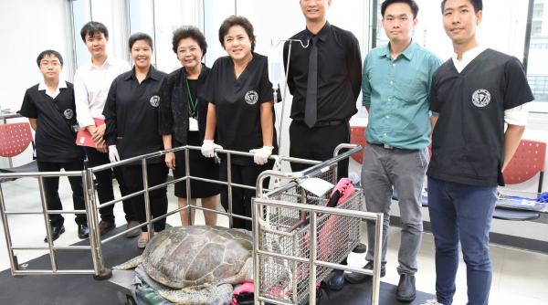 a fost salvata o testoasa care a inghitit 915 monede