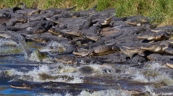 un fotograf a surprins aproximativ 200 de crocodili stransi in acelasi loc intr un parc din florida