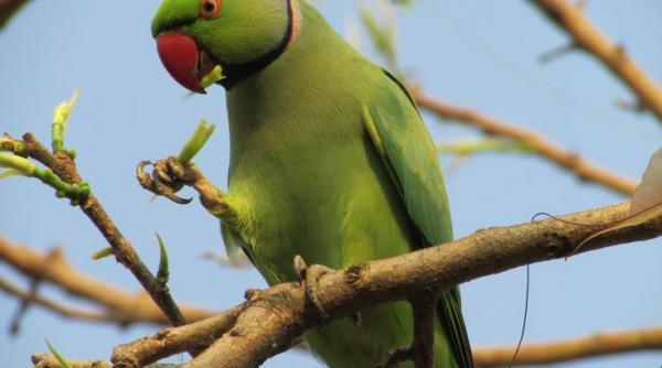 6 papagali din specia micul alexandru s au aclimatizat in parcul tineretului