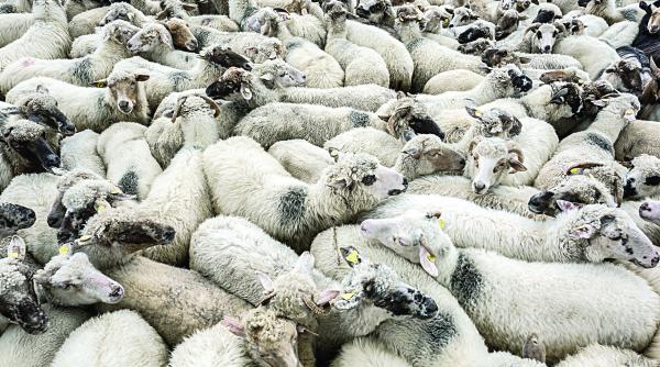 apucaturile neortodoxe taie exporturile de berbecuti in israel