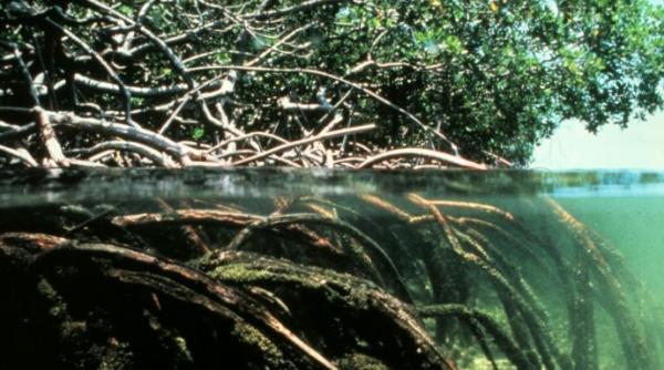 mii de hectare de mangrove au pierit in urma secetei