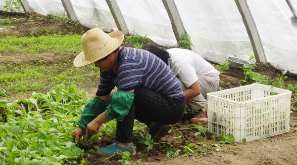 mii de romance lucreaza in conditii de sclavie in sicilia si calabria