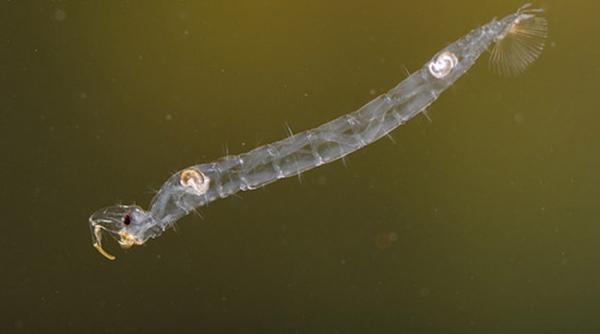 larva unei musculite emite gaze cu efect de sera au descoperit oamenii de stiinta