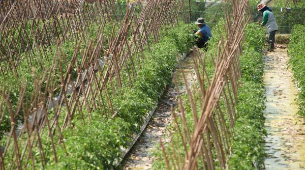 mii de sclavi romani in italia guvernul face help desk la iasi