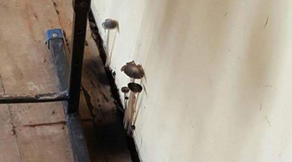 elevii unui liceu constantean invata printre ciupercile rasarite din podelele clasei