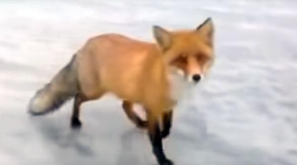 video o vulpe salbatica din rusia inghetata se lasa hranita de un pescar