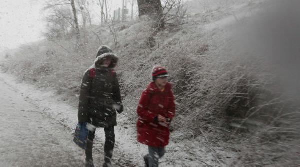 cod galben de viscol in 5 judete