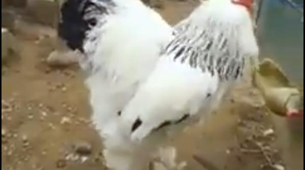 video este acesta cel mai mare cocos din lume