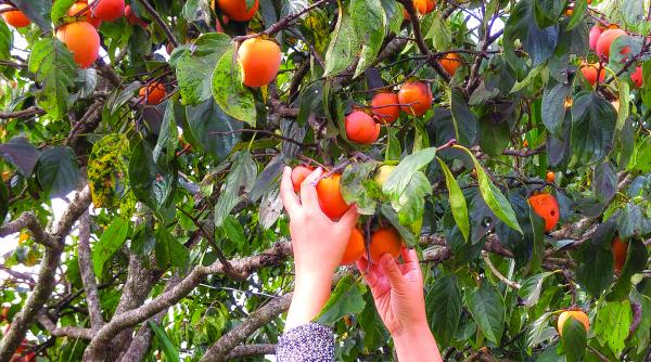 educatie civica si info chioscuri pentru sclavii romani din sicilia
