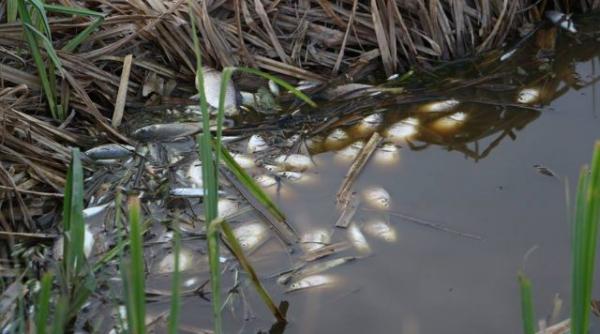 alerta de poluare in vestul romaniei si serbia