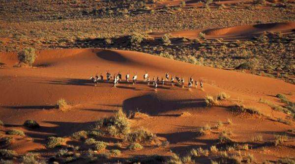 nisipurile adormite din desertul khalahari se trezesc la viata dupa 10 000 de ani experimentul care a inverzit desertul video