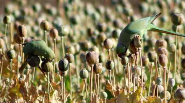 video papagalii si antilopele din india au devenit dependente de opiu