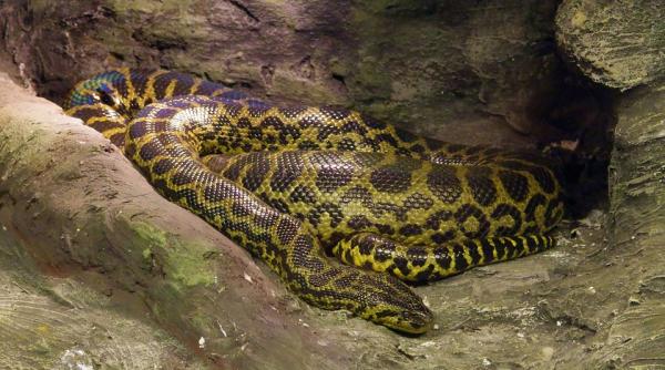 un fermier disparut a fost gasit in burta unui piton de 4 metri