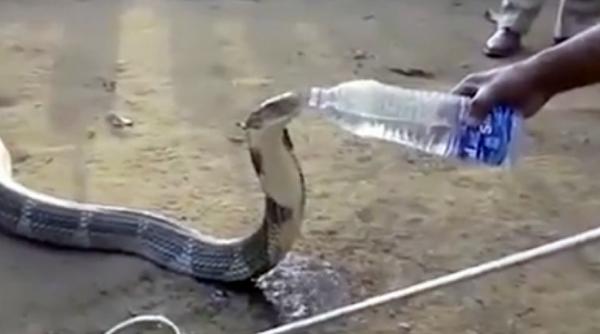 video ceva ce nu vedem in fiecare zi o cobra regala bea apa oferita intr o sticla de catre un salvator