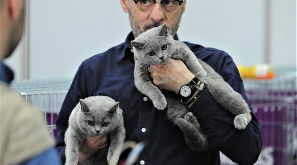 galerie foto expozitia internationala de pisici sofisticat editia de primavara