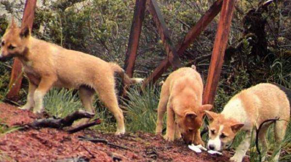 galerie foto un caine salbatic considerat disparut a fost redescoperit dupa 50 de ani