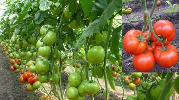 hrana bio pentru tomate cu ingrediente din gospodarie 7 retete incredibile de ingrasaminte naturale