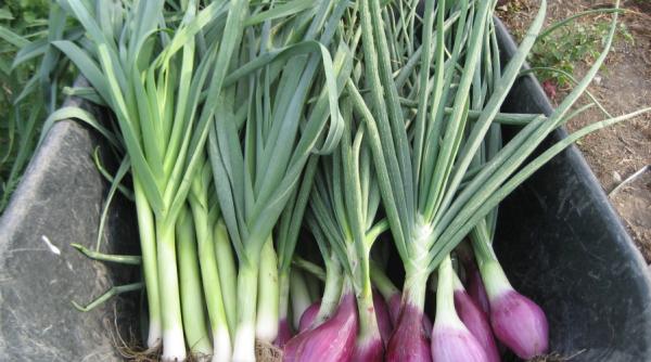 leacuri de sezon cu ceapa verde si usturoi verde