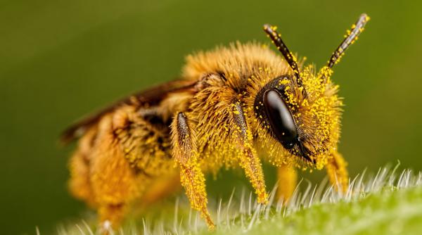 beneficiile consumului de polen