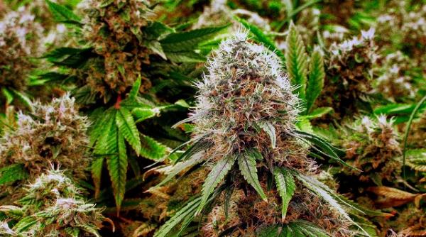 dolj barbat depistat cu o cultura de canabis la domiciliu arestat preventiv pentru trafic de droguri de risc