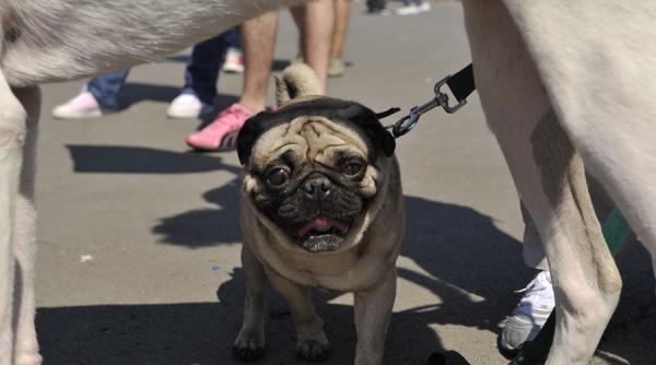 cate amenzi pentru nesimtire se dau in bucuresti