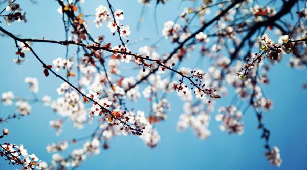 prognoza meteo cum va fi vremea de florii