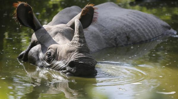 un rinocer cu un singur corn pe cale de disparitie a fost ucis de braconieri