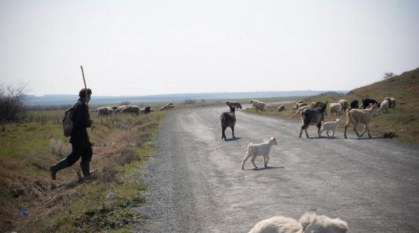 un copil de 15 ani tinut cu forta si exploatat la o stana din galati